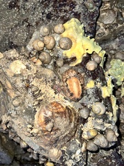 Scutus unguis
