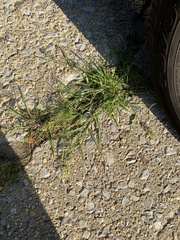 Eragrostis