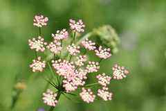 Pimpinella major