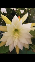 Cereus hexagonus