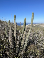 Stenocereus thurberi