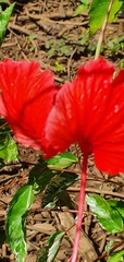Hibiscus rosa-sinensis