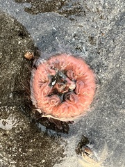 Paracondylactis sinensis