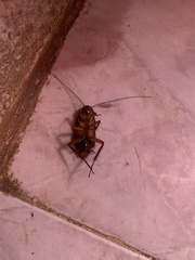 Periplaneta americana