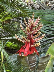 Bromelioideae