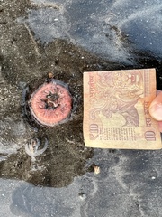 Paracondylactis sinensis