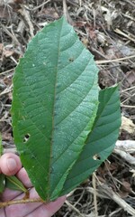 Desplatsia chrysochlamys