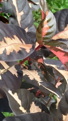 Graptophyllum