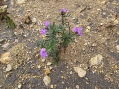 Verbena pulchella