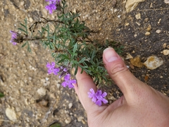 Verbena pulchella