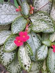 Episcia cupreata
