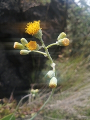 Senecio rhomboideus
