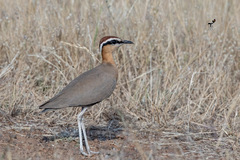 Cursorius coromandelicus