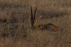Gazella bennettii