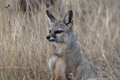 Vulpes bengalensis