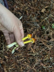 Hygrocybe singeri