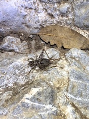 Gryllomorpha dalmatina
