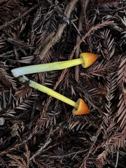 Hygrocybe singeri