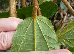 Desplatsia chrysochlamys