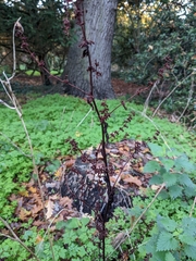 Rumex sanguineus