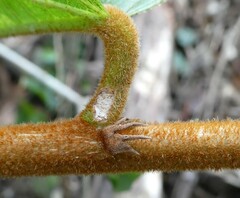 Desplatsia chrysochlamys