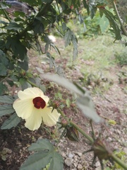 Hibiscus surattensis