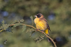 Emberiza melanocephala
