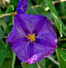 Lycianthes rantonnetii