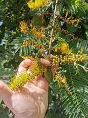 Combretum fruticosum