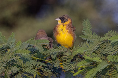 Emberiza melanocephala