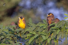 Emberiza melanocephala
