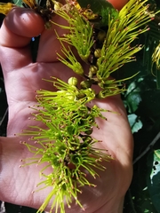 Combretum fruticosum