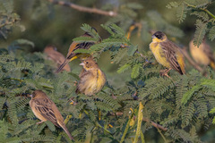 Emberiza melanocephala