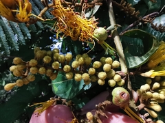 Combretum fruticosum