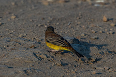 Emberiza melanocephala