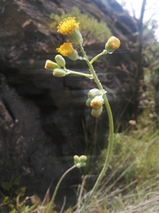 Senecio rhomboideus