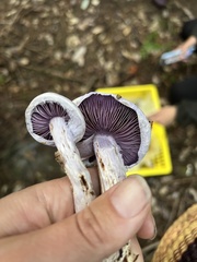 Cortinarius camphoratus
