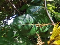 Combretum fruticosum