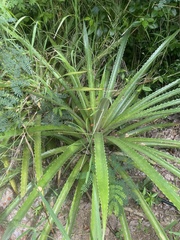 Bromelia