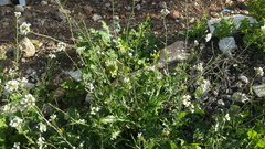 Diplotaxis erucoides