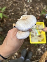Cortinarius camphoratus