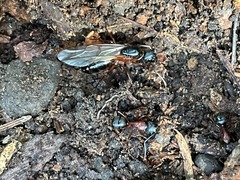 Camponotus sansabeanus