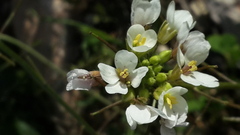 Diplotaxis erucoides