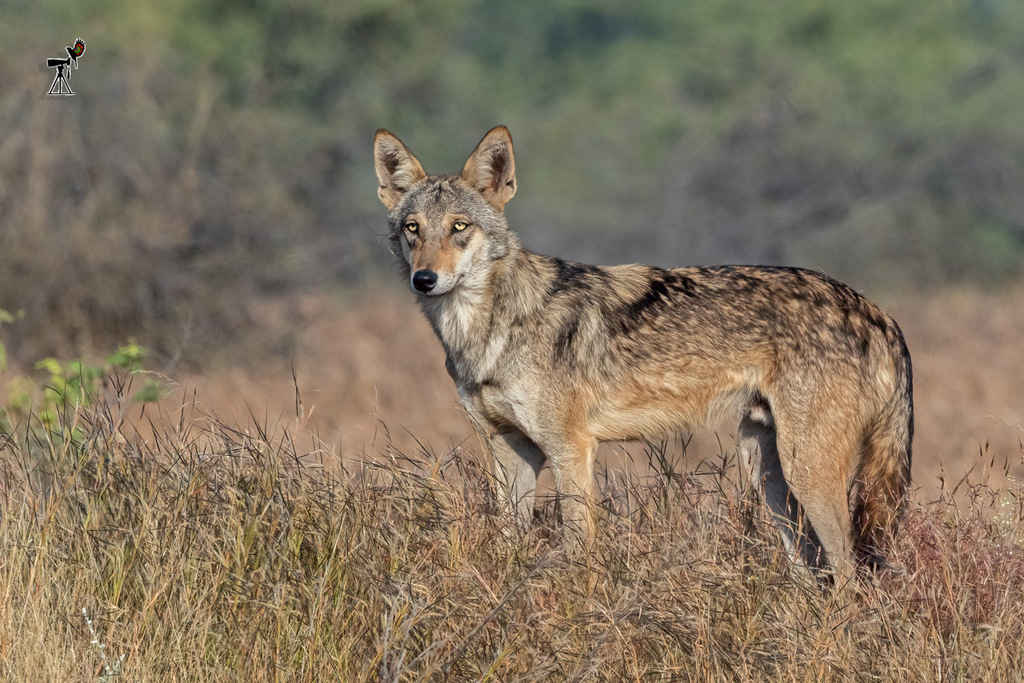 Persian and Indian Wolf (Mammals of Surendranagar district, Gujarat ...