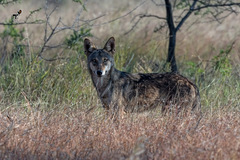 Canis lupus pallipes