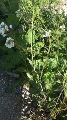 Diplotaxis erucoides