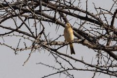 Emberiza bruniceps