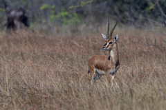 Gazella bennettii