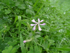 Silene colorata