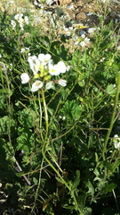 Diplotaxis erucoides